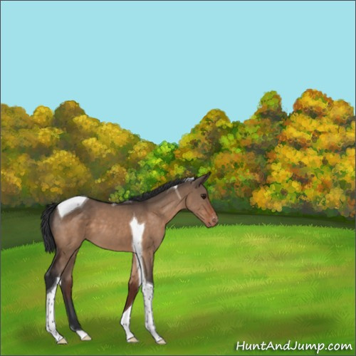 Horse Color:Brown Dun Tobiano Appaloosa 