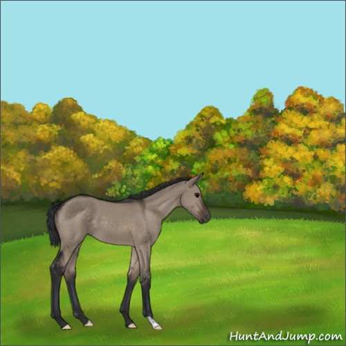 Horse Color:Brown Dun 
