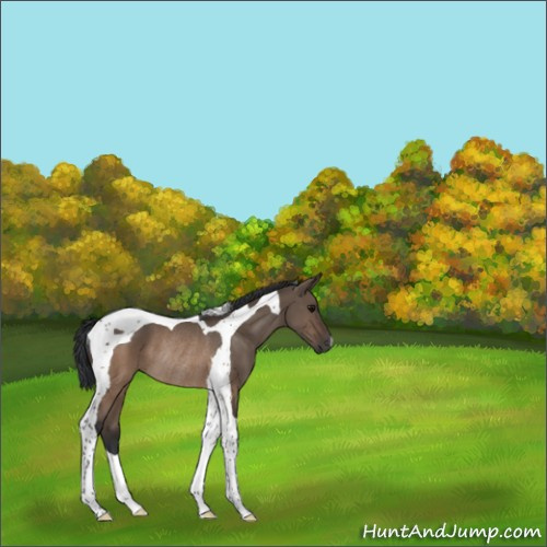 Horse Color:Brown Dun Tobiano Rabicano 