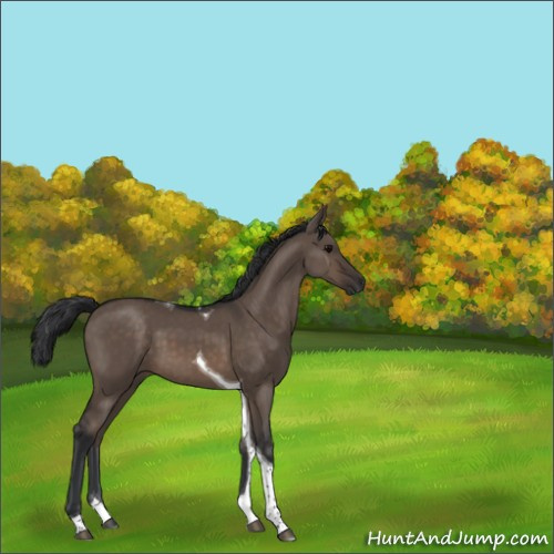 Horse Color:Brown Dun Tobiano 