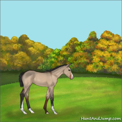 Horse Color:Brown Dun Sabino 