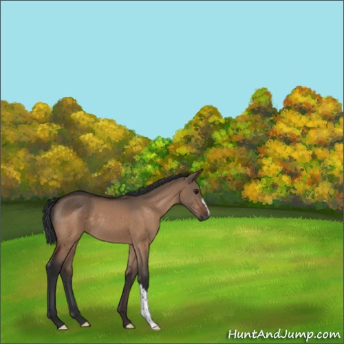 Horse Color:Brown Dun 
