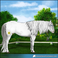 Horse Color:Liver Chestnut Frame 