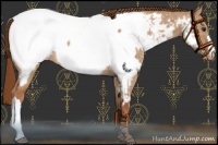 Horse Color:Red Dun Snowcap Brindle 