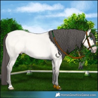 Horse Color:Amber Cream Champagne Dun 