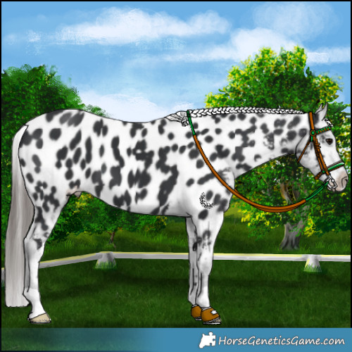 Horse Color:Black Appaloosa 