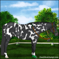 Horse Color:Black Appaloosa 