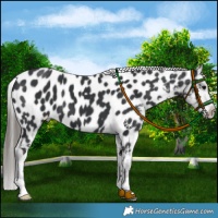Horse Color:Black Near Leopard 