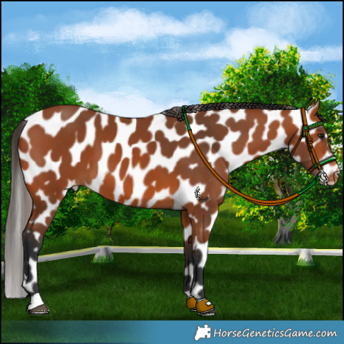 Horse Color:Bay Appaloosa
