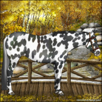 Horse Color:Black Appaloosa 