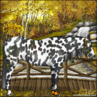 Horse Color:Black Appaloosa