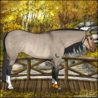Horse Color:Brown Roan Dun Rabicano 