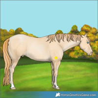 Horse Color:Buckskin Pearl 
