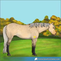 Horse Color:Silver Buckskin Dun 
