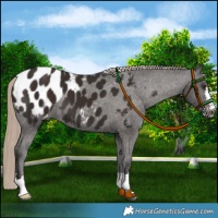 Horse Color:Liver Chestnut Appaloosa 