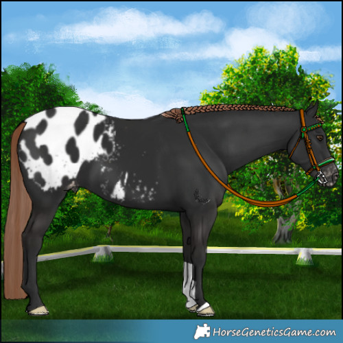 Horse Color:Liver Chestnut Appaloosa 