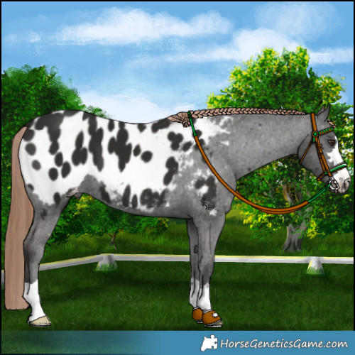 Horse Color:Liver Chestnut Appaloosa 