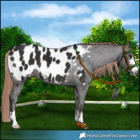 Horse Color:Liver Chestnut Near Leopard 