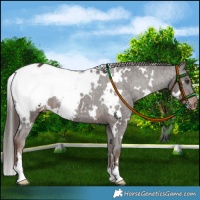 Horse Color:White Spotted Liver Chestnut Snowcap 
