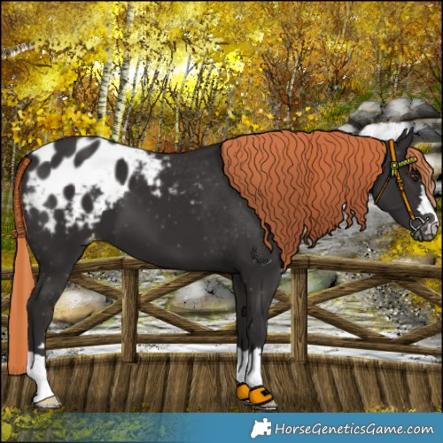 Horse Color:Liver Chestnut Appaloosa 