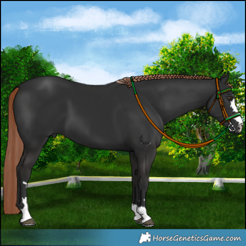 Horse Color:Liver Chestnut 