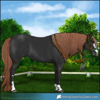 Horse Color:Liver Chestnut 