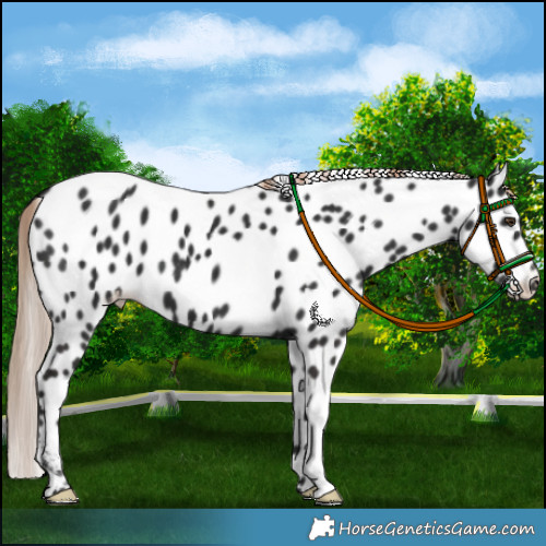 Horse Color:Liver Chestnut Appaloosa 