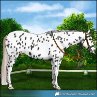 Horse Color:Liver Chestnut Appaloosa 