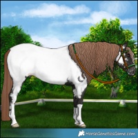 Horse Color:Liver Chestnut Appaloosa
