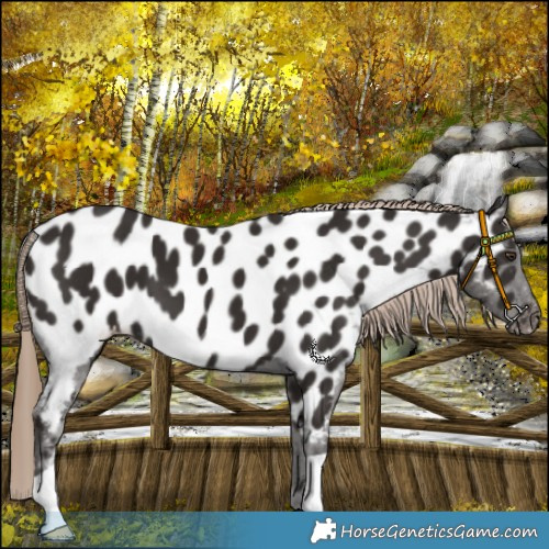 Horse Color:Liver Chestnut Appaloosa 