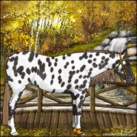 Horse Color:Liver Chestnut Appaloosa