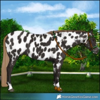 Horse Color:Liver Chestnut Near Leopard