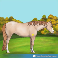 Horse Color:Sable Champagne Pearl Sabino 