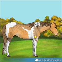 Horse Color:Buckskin Tobiano Appaloosa 