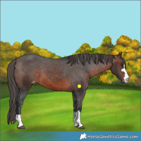 Horse Color:Brown Appaloosa 