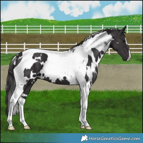 Horse Color:White Spotted Smoky Black Tobiano