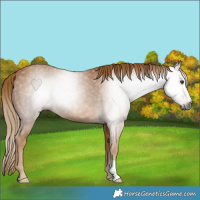 Horse Color:Gray Chestnut 