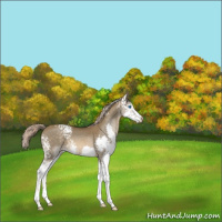 Horse Color:White Spotted Chocolate Palomino Splash 