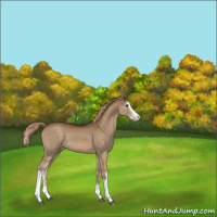 Horse Color:White Spotted Chocolate Palomino Splash 