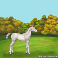Horse Color:White Spotted Chocolate Palomino Pearl Splash 
