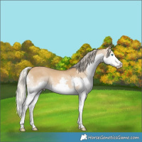 Horse Color:White Spotted Chocolate Palomino Dun Splash 