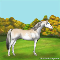 Horse Color:White Spotted Chocolate Palomino Dun Splash