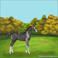 Horse Color:White Spotted Black Splash 