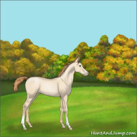 Horse Color:White Spotted Smoky Grullo Pearl Splash 