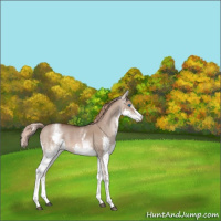Horse Color:White Spotted Liver Red Dun Splash 