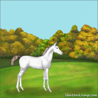 Horse Color:White Spotted Buckskin Dun Splash Appaloosa 