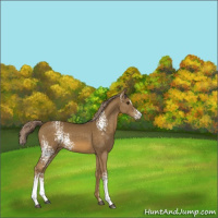 Horse Color:White Spotted Chocolate Palomino Splash 