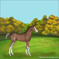 Horse Color:White Spotted Liver Chestnut Splash 