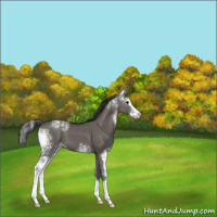 Horse Color:White Spotted Grullo Splash 