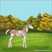 Horse Color:White Spotted Chestnut Splash Tobiano 